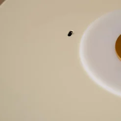 Umage Kjøkkenbelysning Tak|Taklamper / Takplafonder<Asteria Plus medium