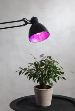 Star Trading Led-Pærer Plantelys|Led-Pærer E27 Sokkel<Plantelys 6,5W, LED