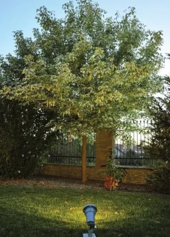 Norlys Lightup-Pris|Spot På Spyd<Sande spot 1592